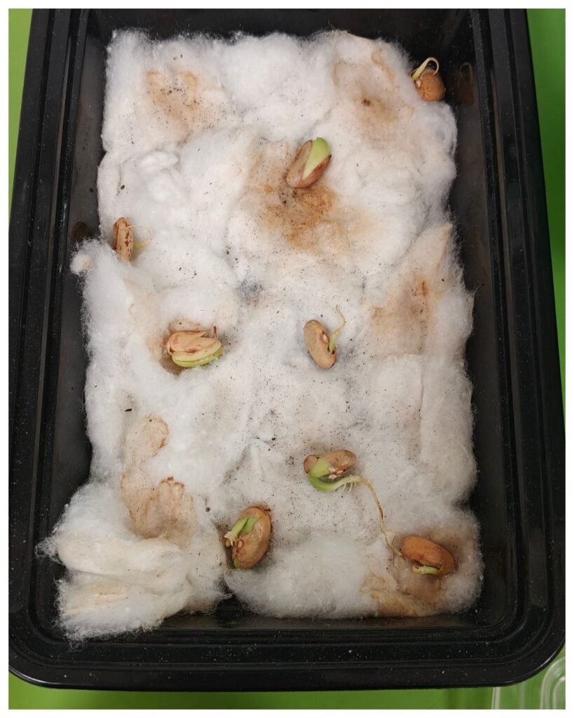From a tiny seed to a living sprout, our Grade 2 learners, witnessing growth firsthand. - photo 2