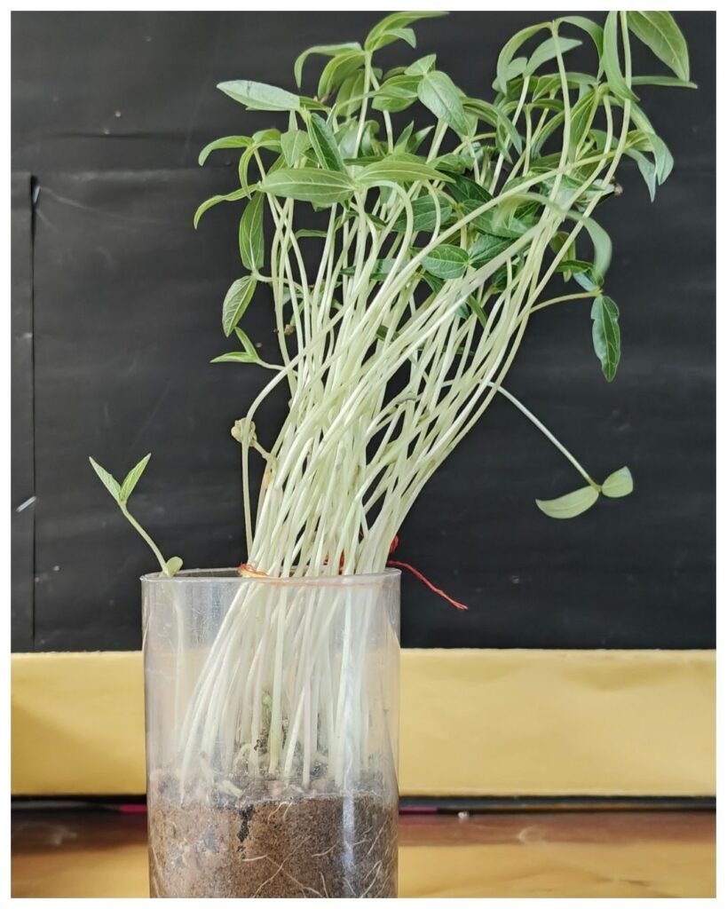 From a tiny seed to a living sprout, our Grade 2 learners, witnessing growth firsthand. - photo 6